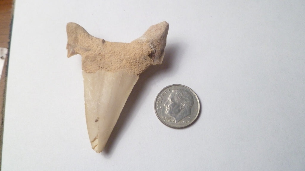 2.25" Otodus Obliquus Shark Fossil Tooth Specimen Oued Zem Morocco