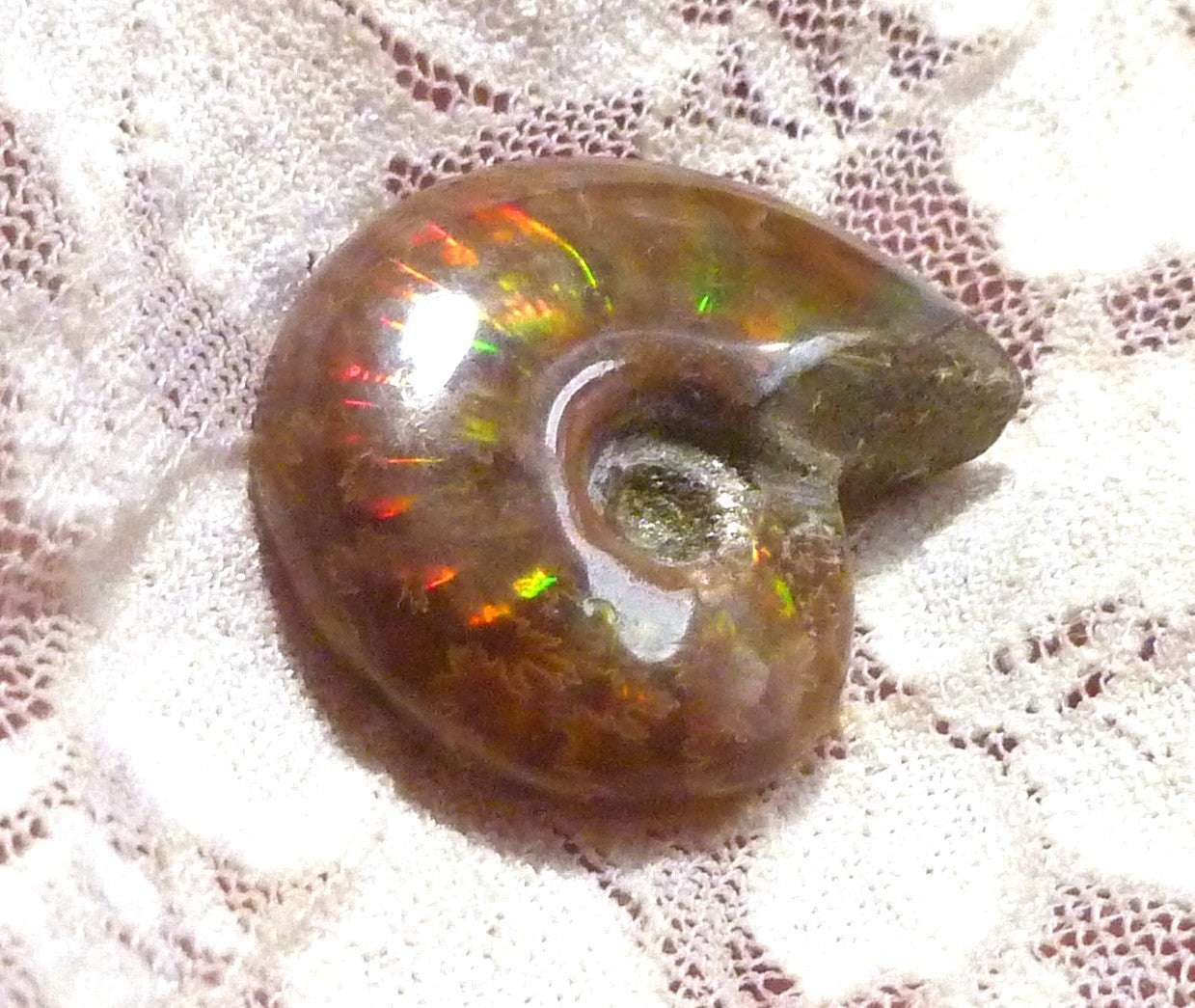30mm Red GEM QUALITY AMMONITE FOSSIL 100 million Years Madagascar 48cts
