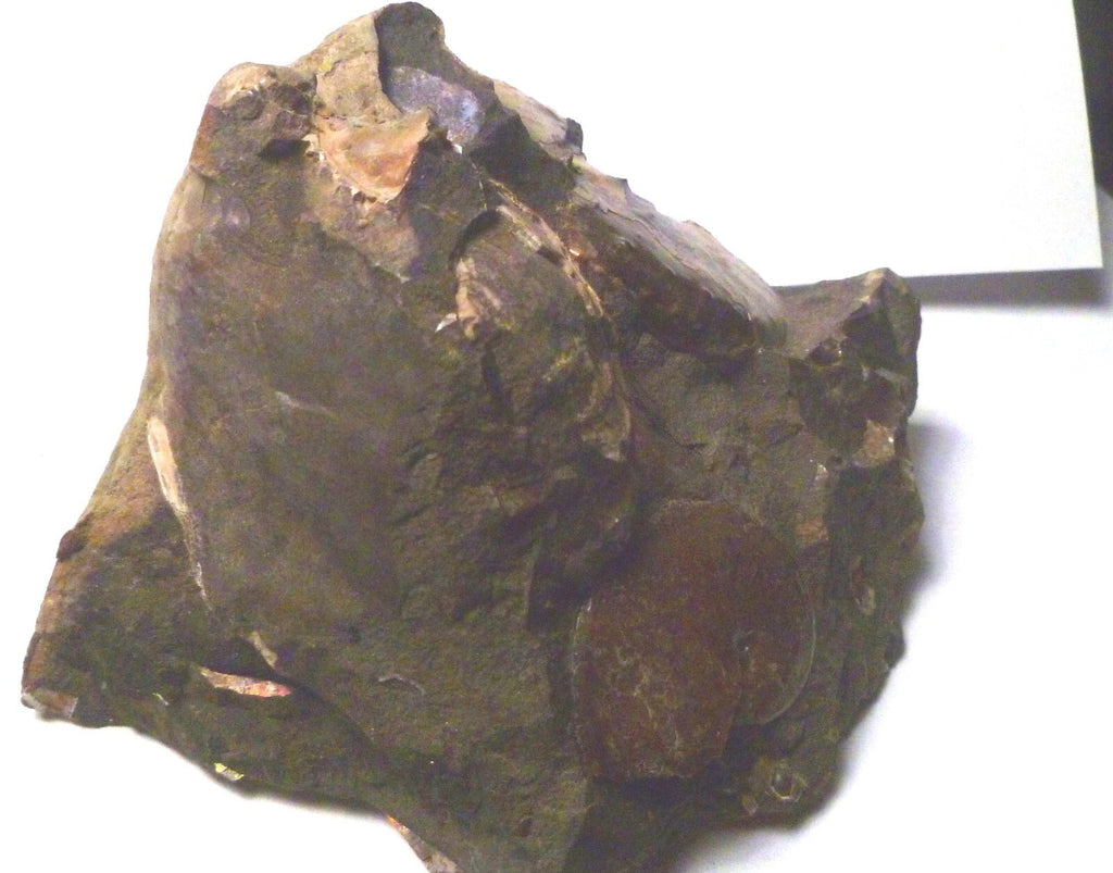 LOTS of fossils! Iridescent Ammonite Ammolite Fossil Discus South Dakota Matrix