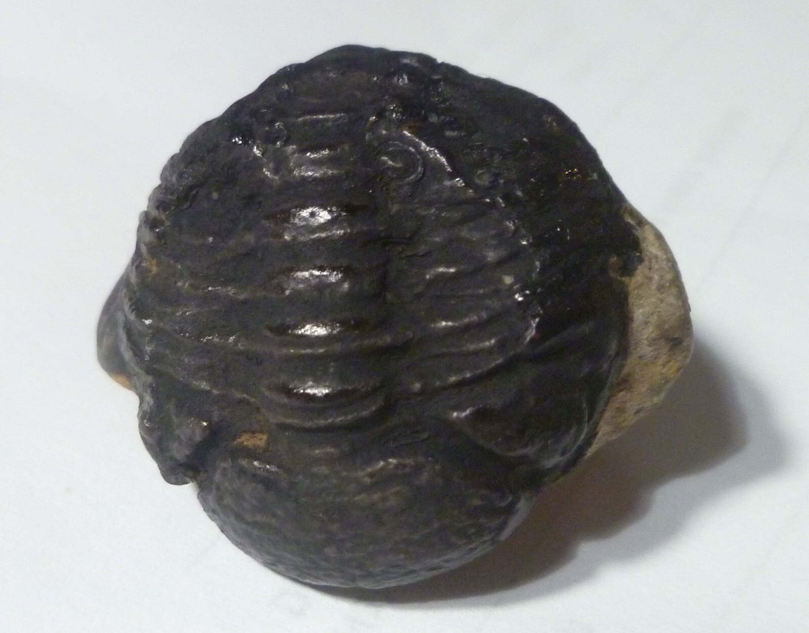 45mm Quality Phacops Trilobite Fossil From The Devonian of Morocco