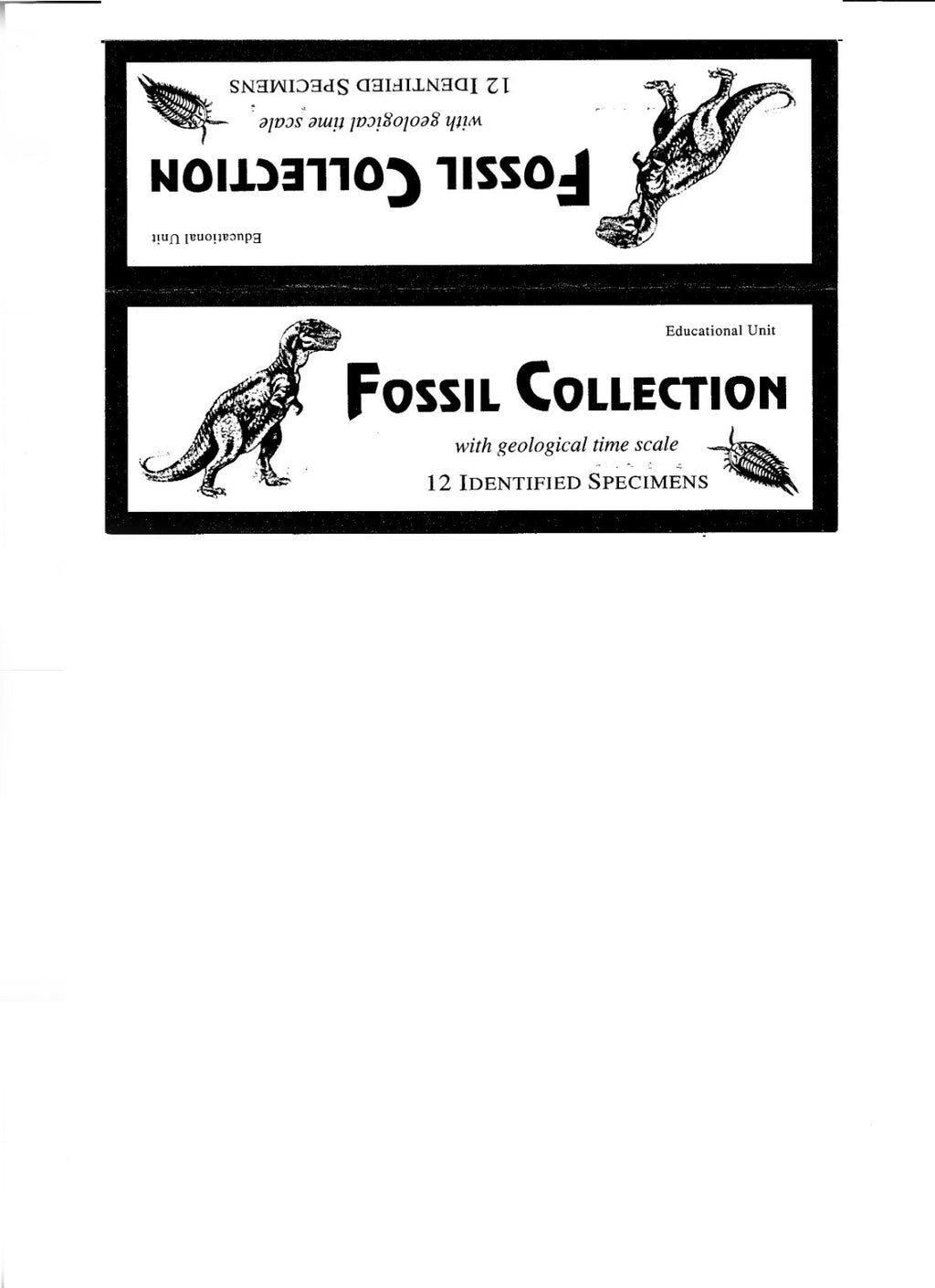 LOT 12 Fossils Trilobite Dinosaur Shark Ammonite Educational Kit