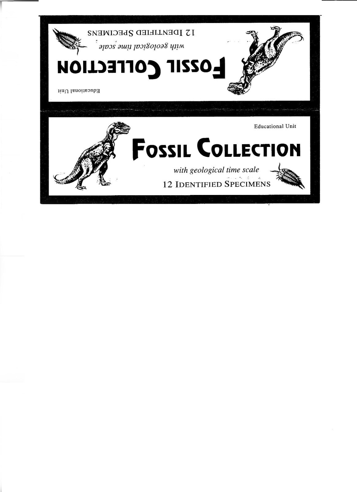 LOT 12 Fossils Trilobite Dinosaur Shark Ammonite Educational Kit