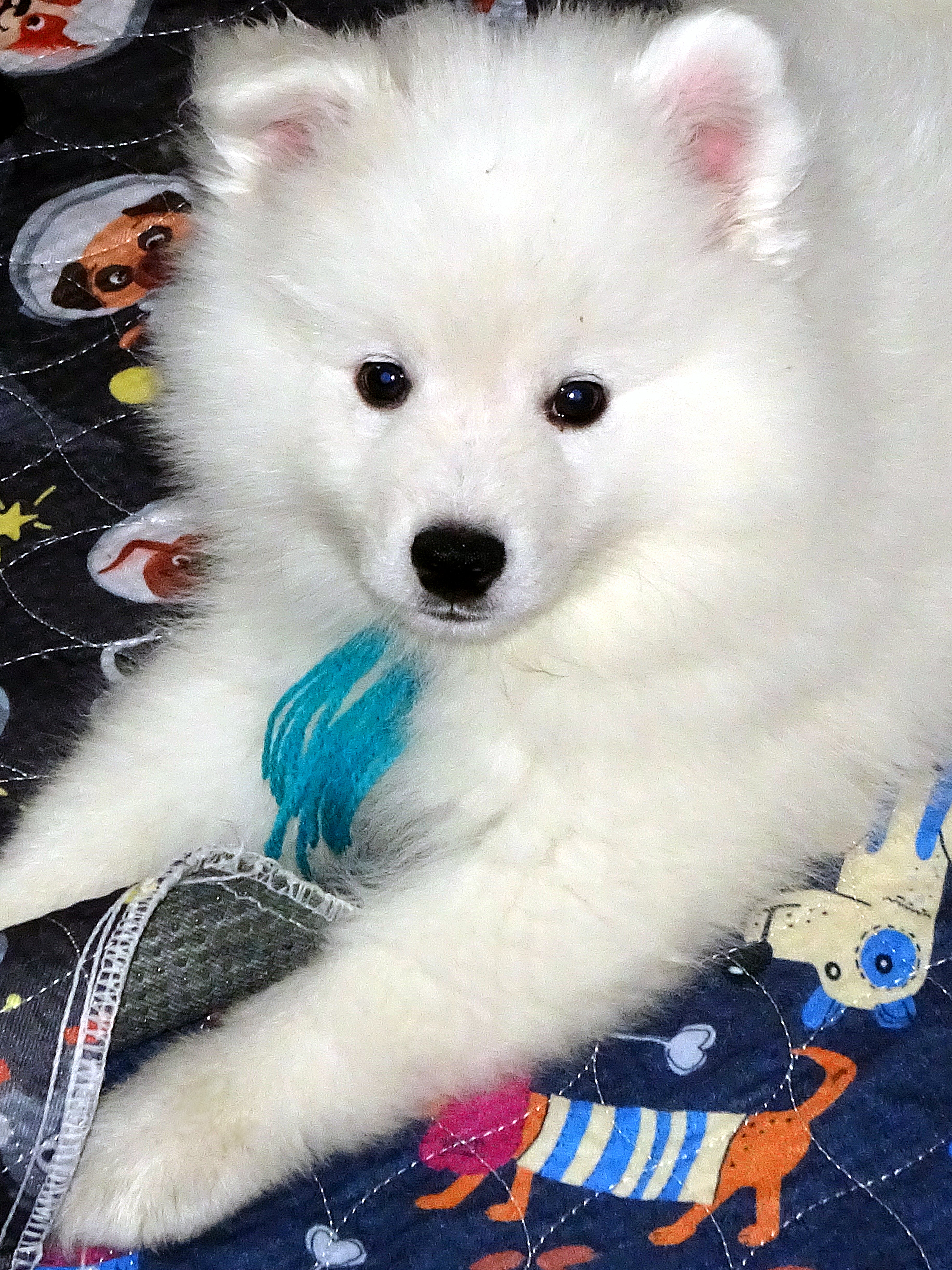AKC American Eskimo Dog Puppy – Champion Bloodline