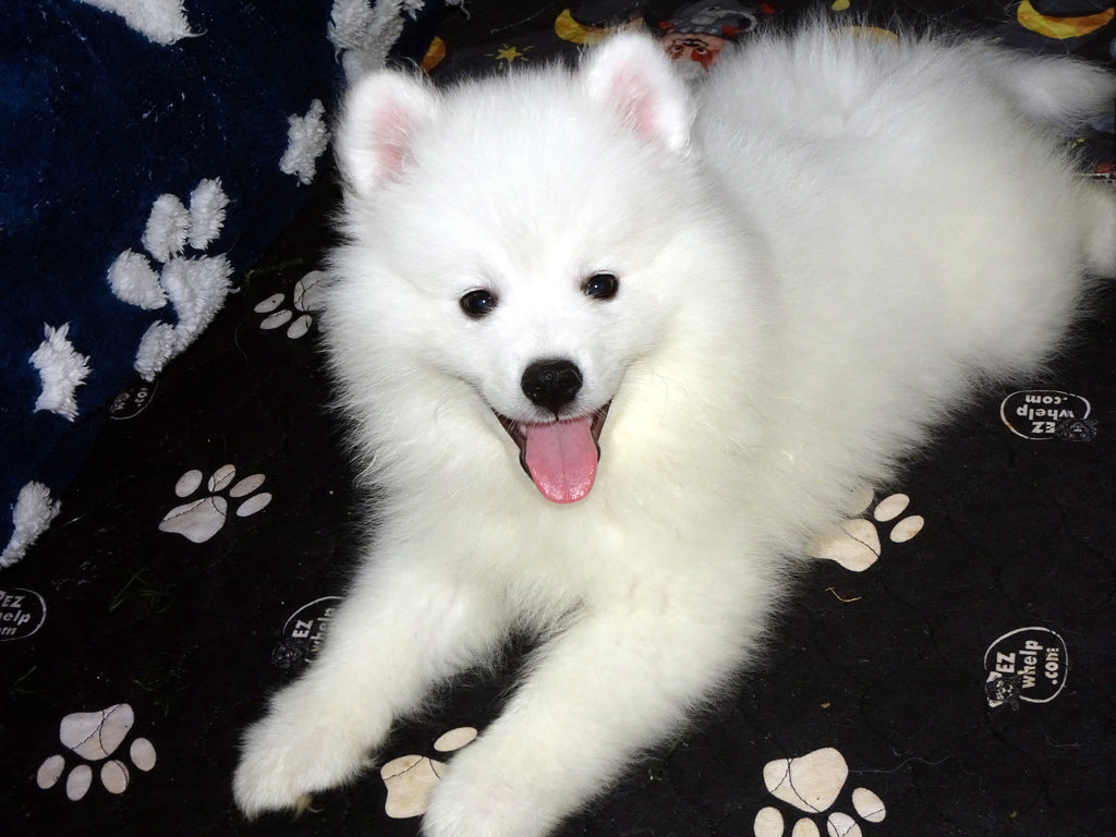 AKC American Eskimo Dog Puppy – Champion Bloodline