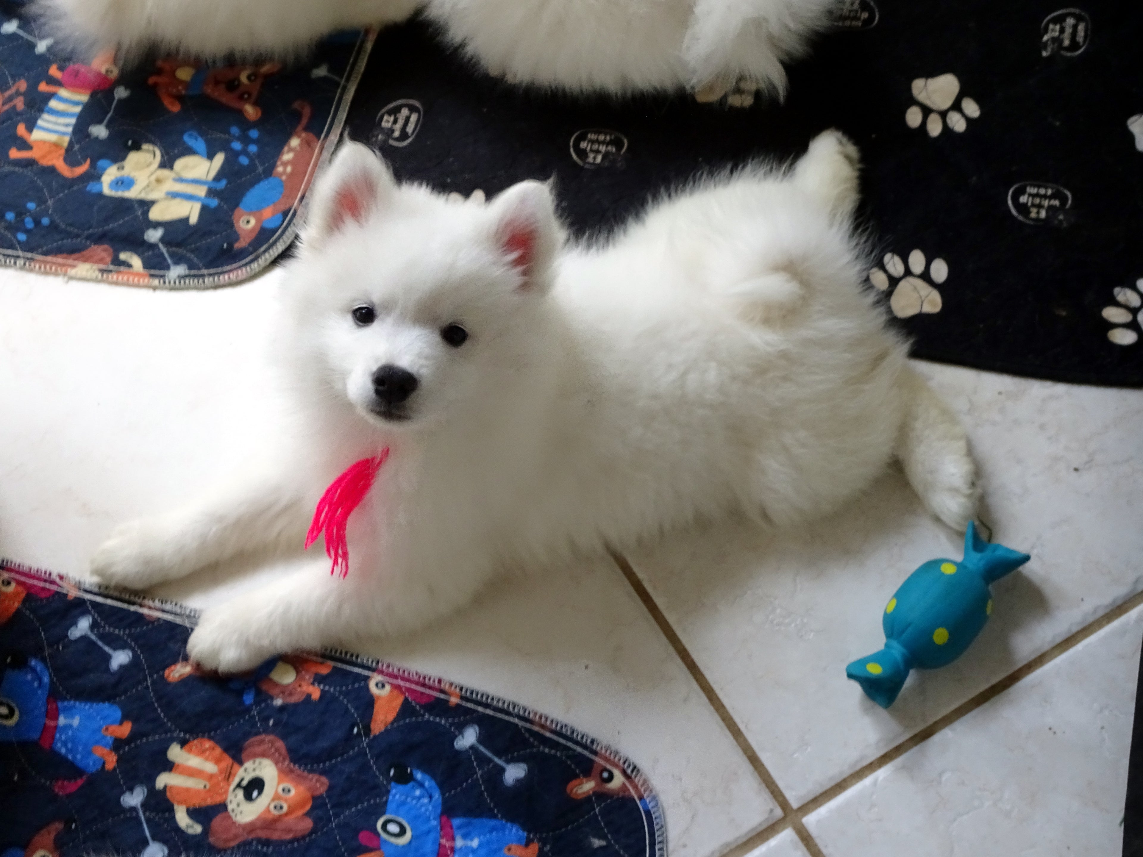 AKC American Eskimo Dog Puppy – Champion Bloodline
