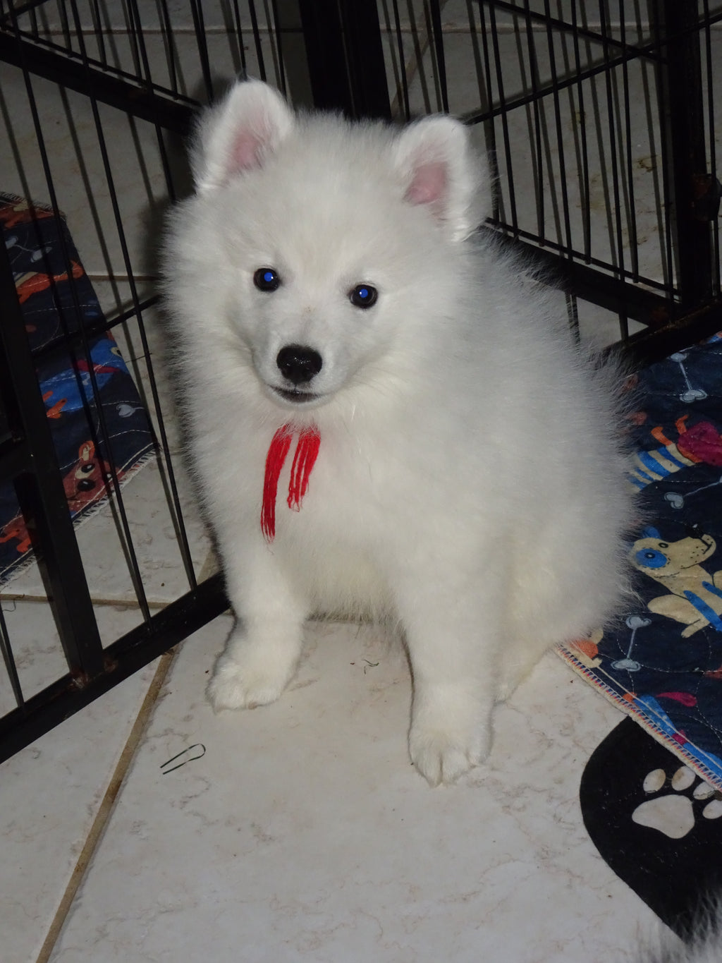 AKC American Eskimo Dog Puppy – Champion Bloodline