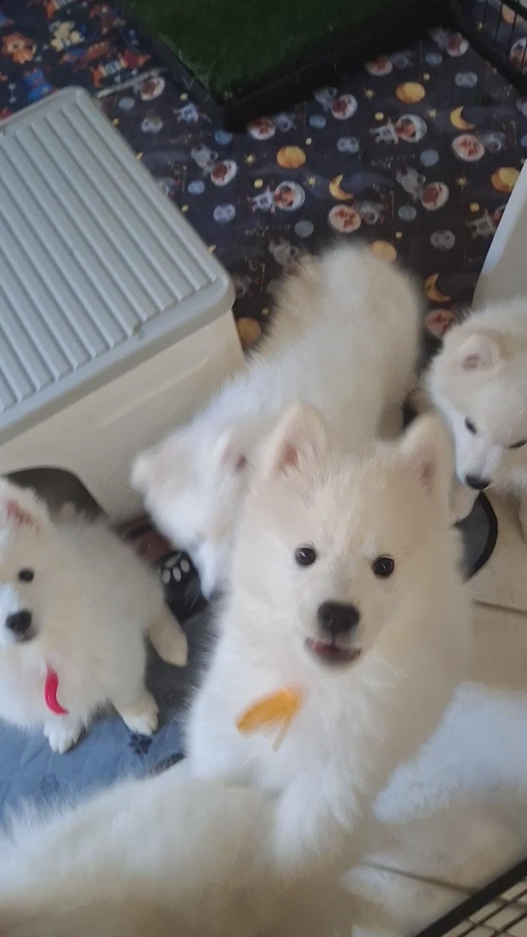 AKC American Eskimo Dog Puppy – Champion Bloodline